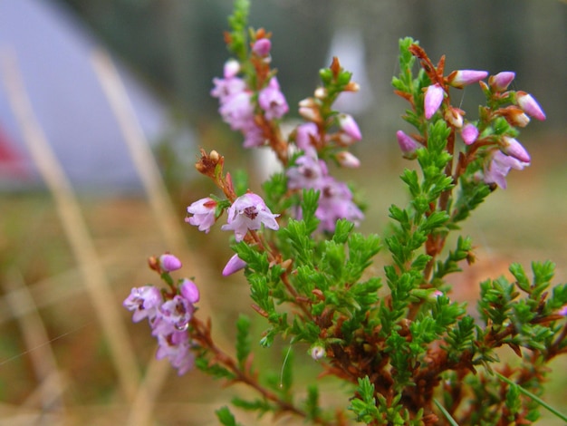 Photo plant with purple flowers closeup