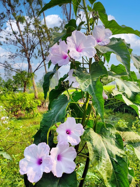 ハイビスカスの文字が書かれた紫の花と緑の葉を持つ植物。