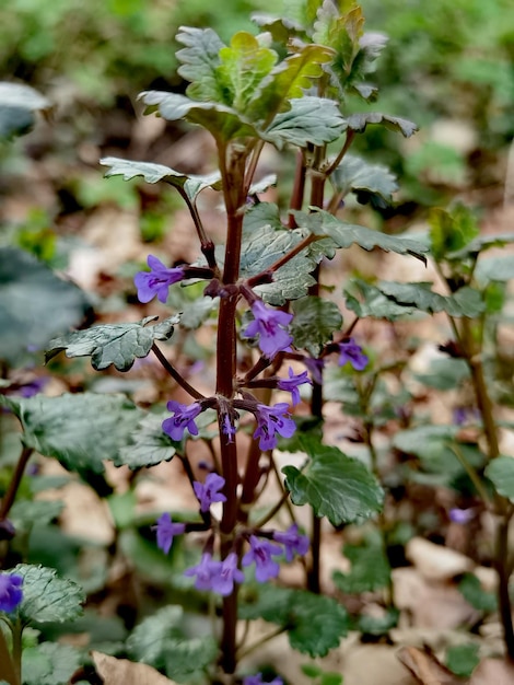 紫色の花と緑の葉があり、底に「野生」という文字が入っている植物。