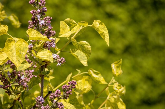 A plant with purple flowers and green leaves