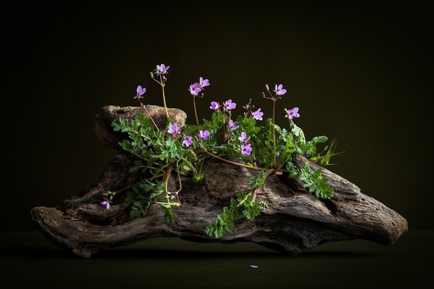 A plant with purple flowers on a piece of wood