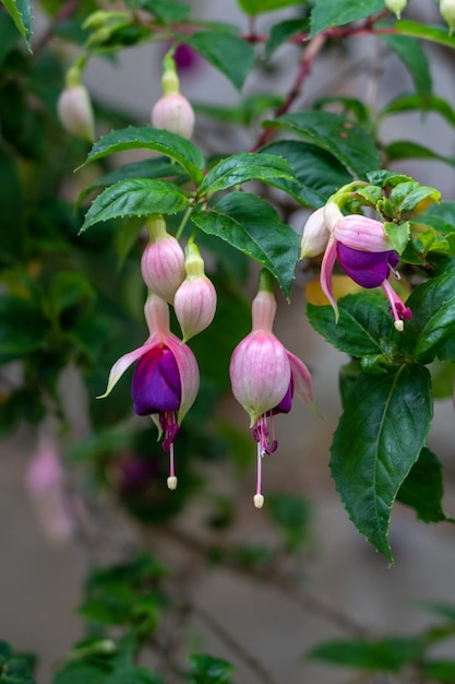 A plant with purple flowers and purple flowers