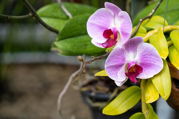 紫色の花と黄色の葉を持つ植物