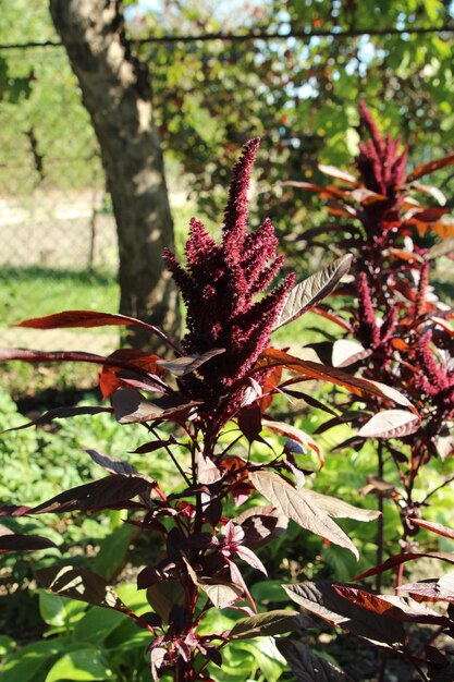 紫色の葉と赤い葉が外にある植物