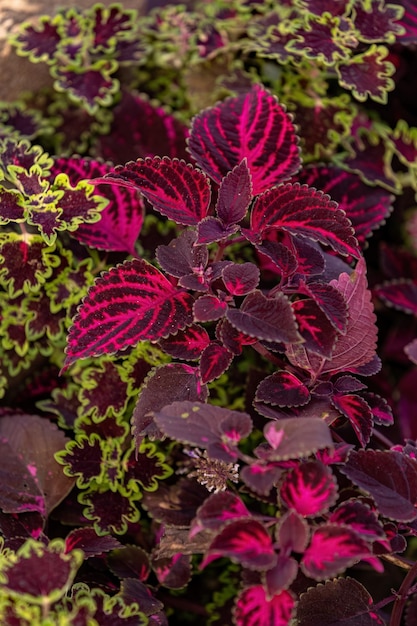 Coleus scutellarioides 종의 보라색 잎을 가진 식물