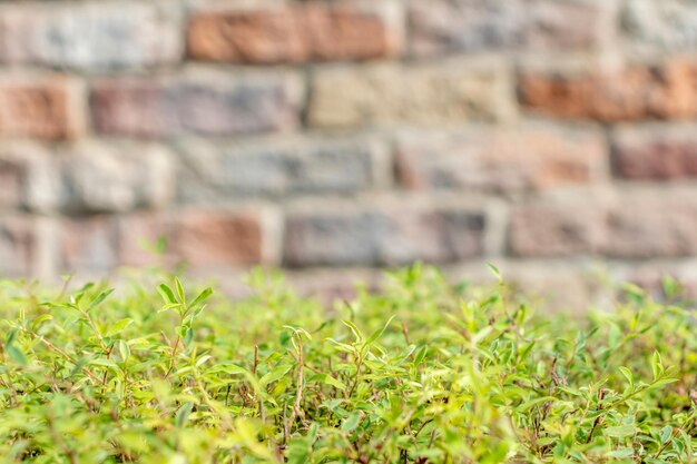 前景に赤い花があり、背景にレンガの壁がある植物。