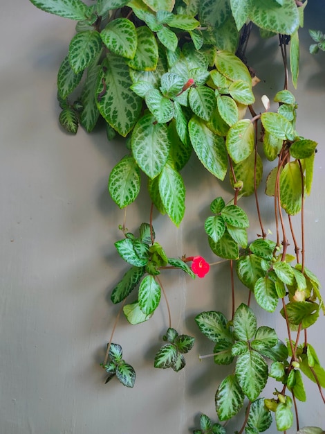 A plant with a red flower on it