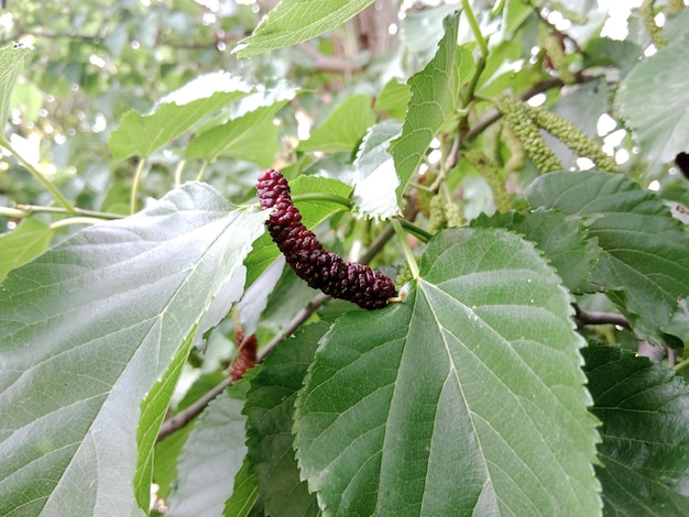 a plant with a red flower on it