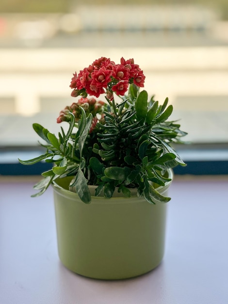 A plant with a red flower in it