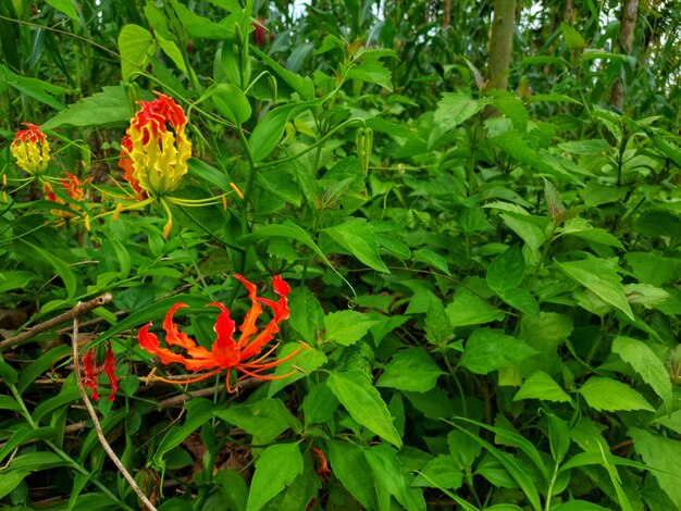 背景に赤い花と緑の葉を持つ植物