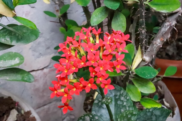 붉은 꽃과 녹색 잎을 가진 식물