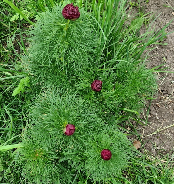 A plant with red flowers on it and green leaves.