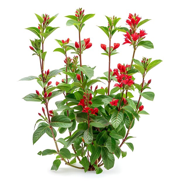 Photo a plant with red flowers that say quot geranium quot