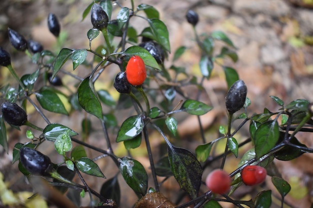 赤い実と黒い実がなる植物