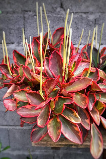 A plant with red and green leaves that has the word " on it. "