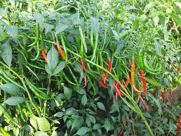 A plant with red and green peppers on it