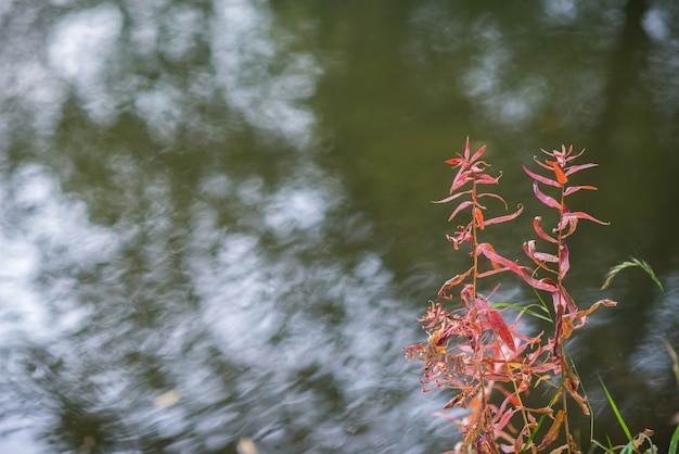 ぼやけた水の背景に赤い葉を持つ植物