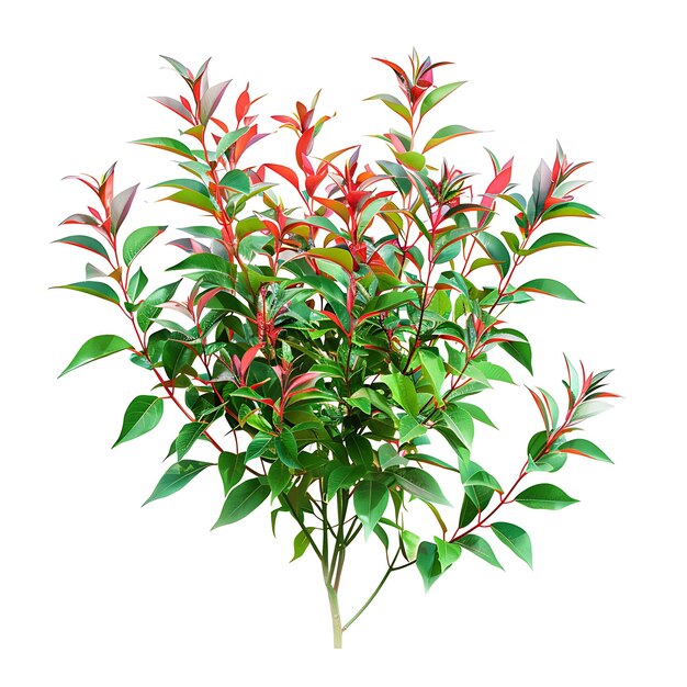 Photo a plant with red leaves and green leaves