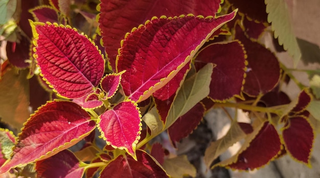 A plant with red leaves and green leaves