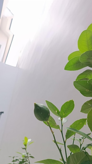 A plant with a sign that says'the word art'on it