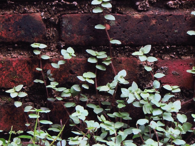 Photo a plant with small leaves and a red brick wall