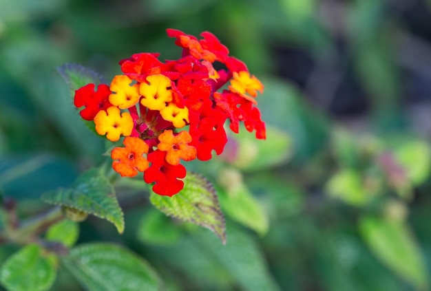 小さな赤黄色の花を持つ植物、クローズアップ