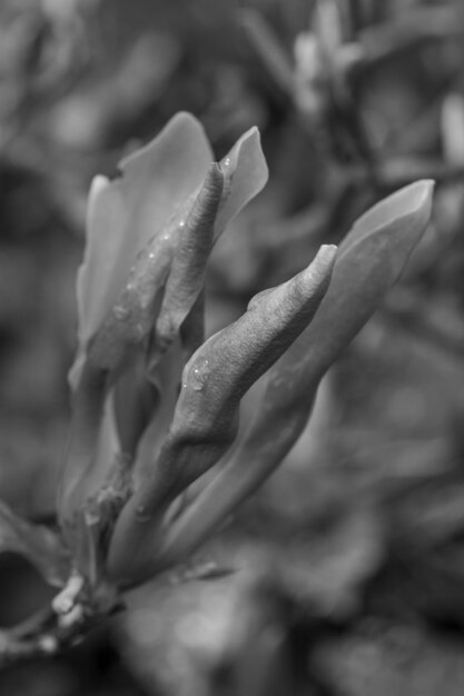 黒と白で雪が積もった植物