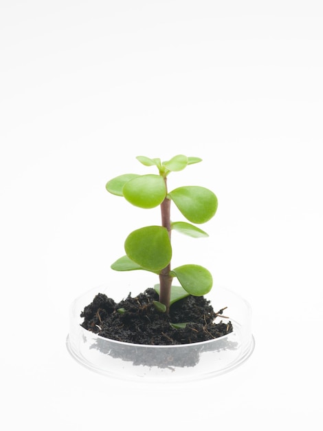 Plant with soil growing in petri dish