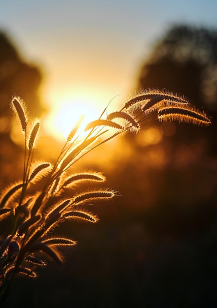 後ろに太陽が沈む植物