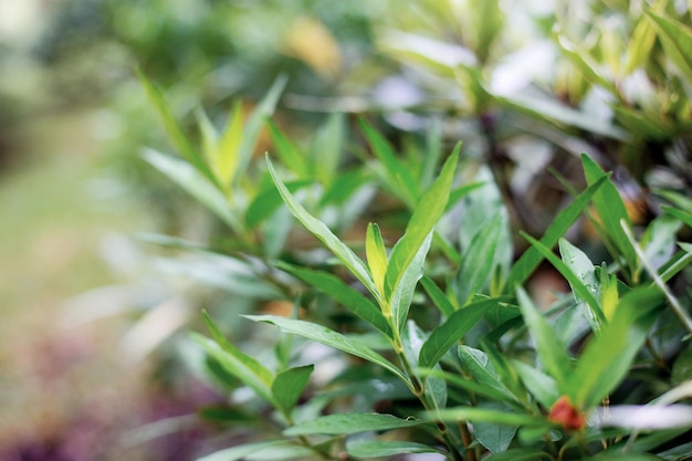 Plant with sunlight