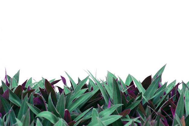 Foto pianta con foglie bicolore isolato su sfondo bianco.