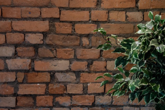 Foto pianta con foglie variegate davanti a un muro di mattoni