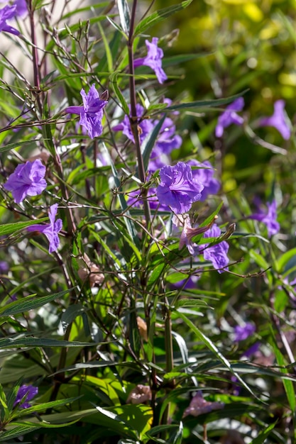 A plant with violet flowers Ruellia simplex grows in a flower bed closeup