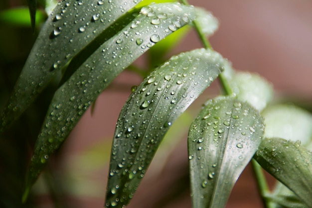 A plant with water droplets on it