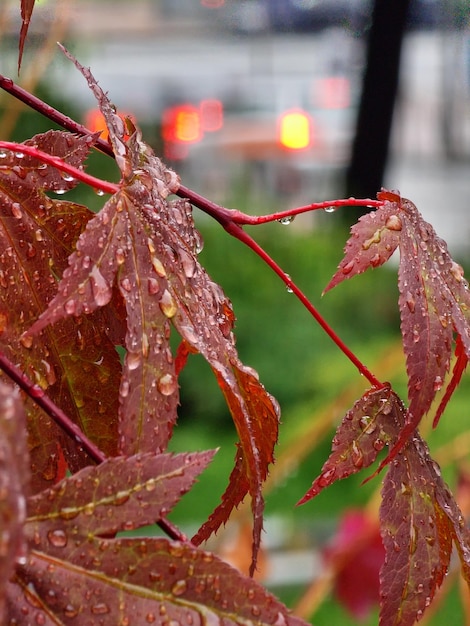 A plant with water drops on it and a blurry background.