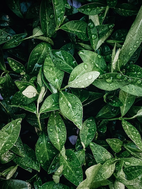 a plant with water drops in the rain