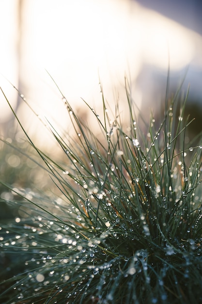 Plant with water drops