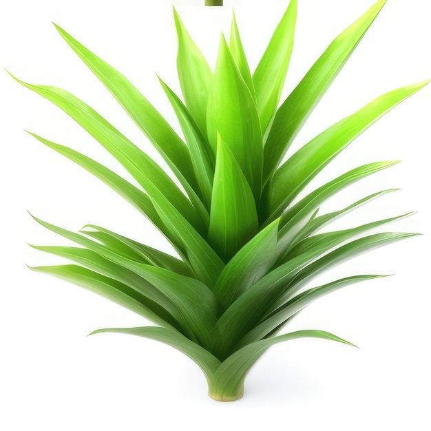 A plant with a white background that says " palm ".