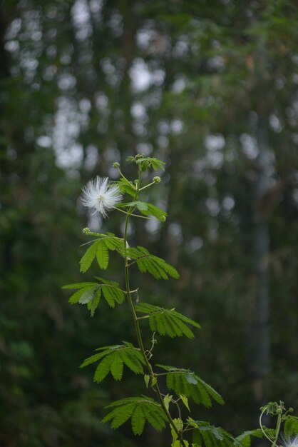 A plant with a white flower on it