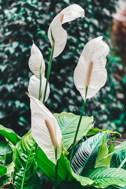 Foto una pianta con un fiore bianco