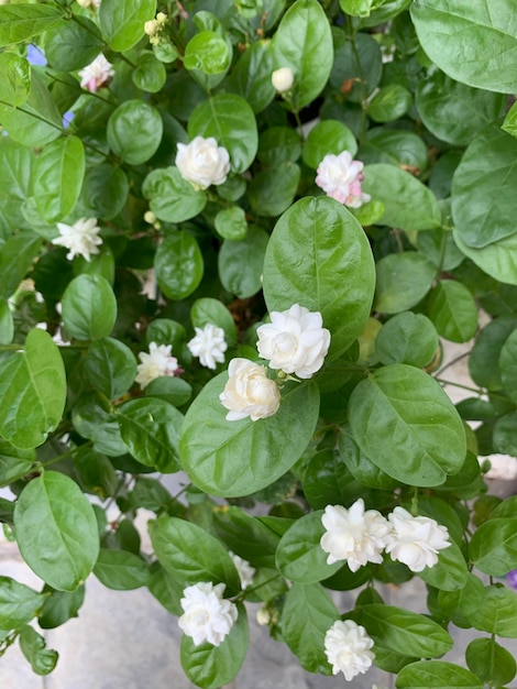 A plant with white flowers and green leaves