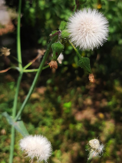 A plant with white flowers and green leaves