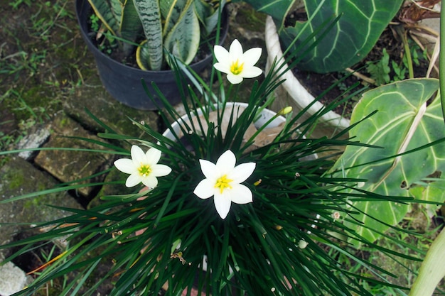 Photo a plant with white flowers and green leaves