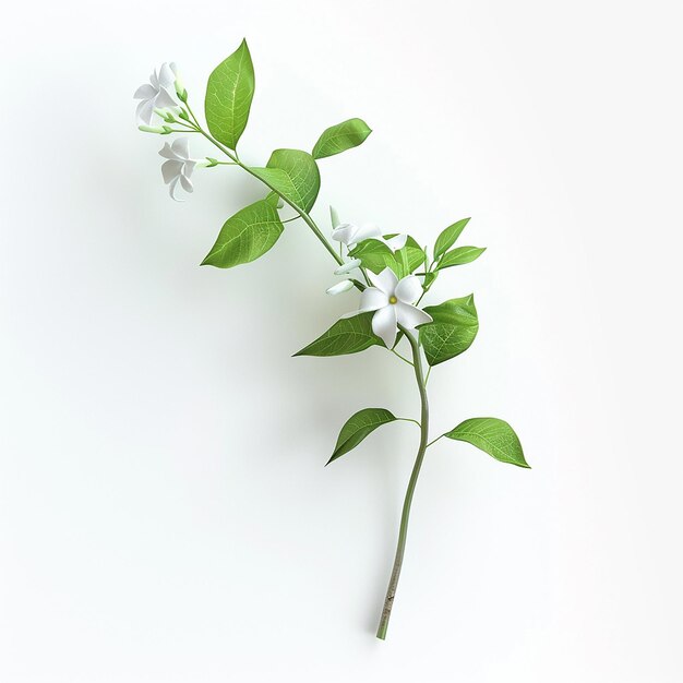 Photo a plant with white flowers and green leaves