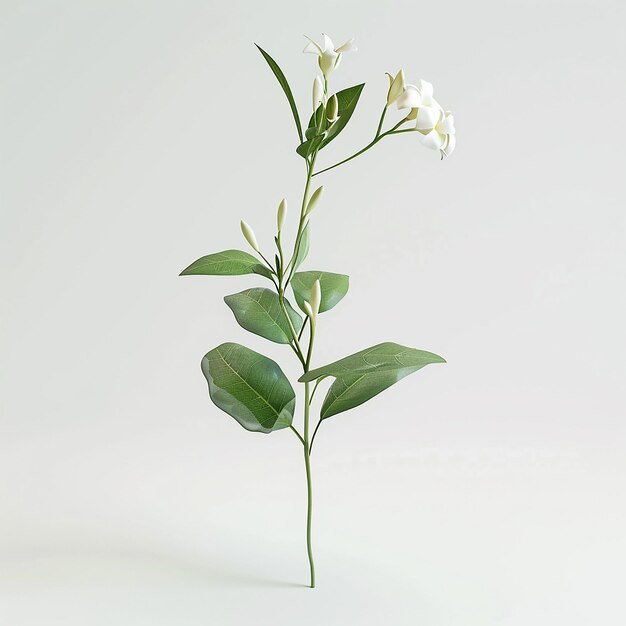 a plant with white flowers and green leaves