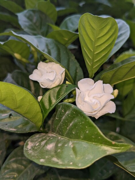 Photo a plant with white flowers and green leaves