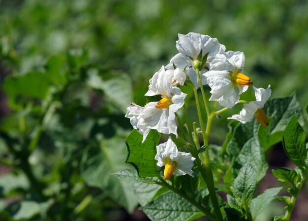 A plant with white flowers that has yellow centers.