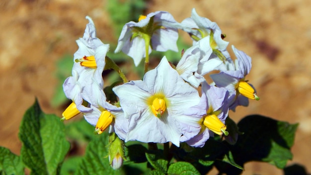 중앙에 노란색 포테이토 꽃이 있는 흰색 꽃이 피는 식물