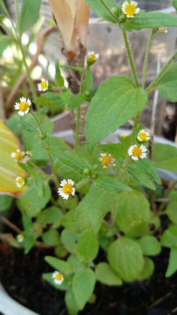 A plant with white flowers and yellow centers