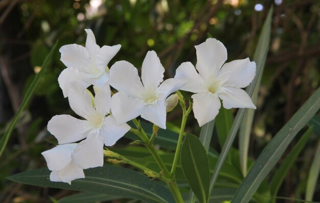 写真 白い花をかせる植物